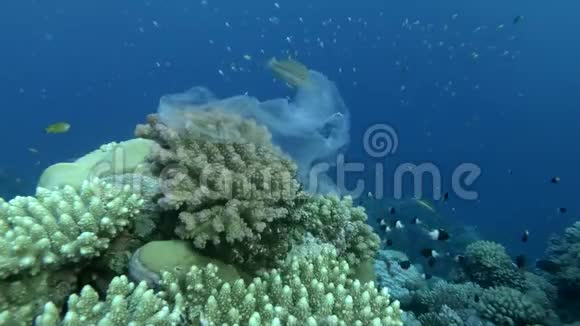用塑料袋挂在美丽的珊瑚礁上在海浪中摇曳附近游着一种五颜六色的热带鱼视频的预览图