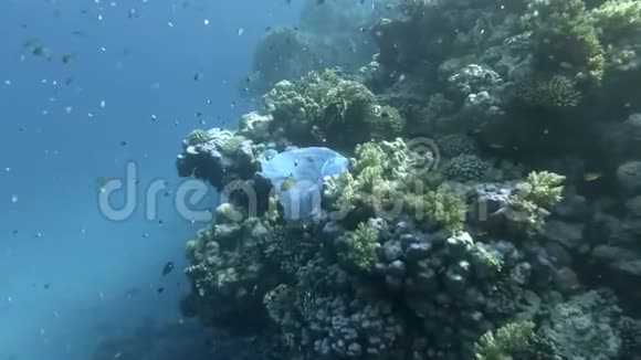 慢动作一个废弃的蓝色塑料袋在五颜六色的珊瑚礁上一群热带鱼在蓝水中游泳视频的预览图