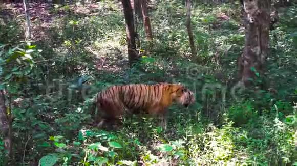 孟加拉虎在森林中行走从丛林中射出的超高清视频的预览图