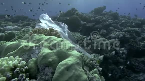 慢动作透明塑料袋放在美丽的热带珊瑚礁上背景在蓝水游礁学校视频的预览图