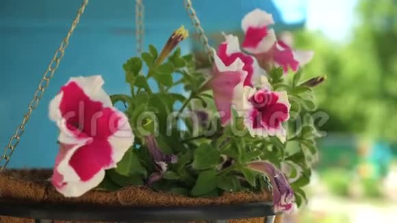 有花的舒适庭院白红色的矮牵牛在一个花盆里开着夏贡特写镜头花卉业视频的预览图