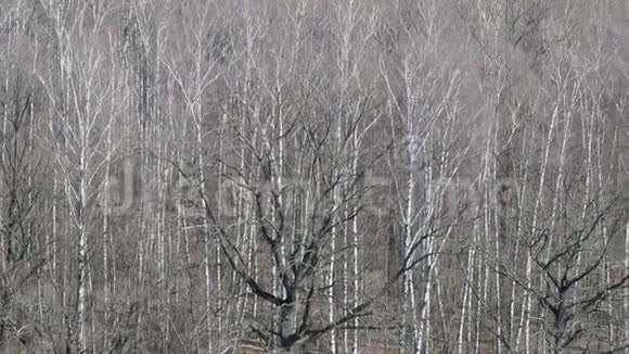 春天森林中裸露的橡树和桦树的景色视频的预览图