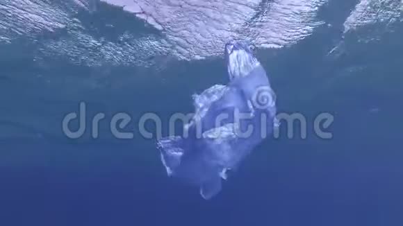 慢动作旧的蓝色塑料袋在蓝色的水面下慢慢地漂流海底塑料污染海洋视频的预览图