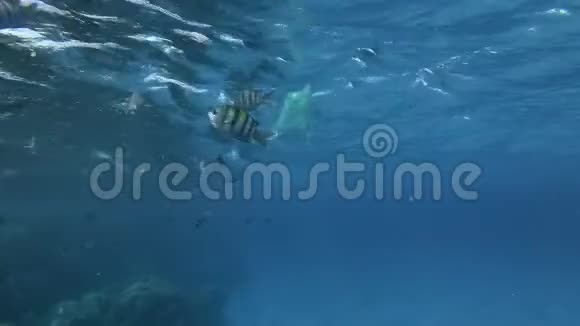 慢动作黄色的塑料袋在蓝色的水中随着热带鱼的学校慢慢地在水面下游泳视频的预览图