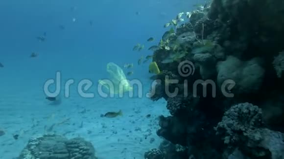 慢动作丢弃的黄色塑料袋与学校的黄鱼慢慢地游泳附近的珊瑚礁在蓝色的水视频的预览图