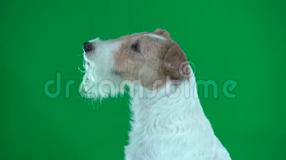 狐狸猎犬的特写绿色屏幕视频的预览图
