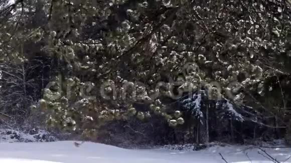风吹过树林吹过树枝上的雪视频的预览图