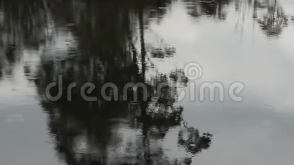 靠近一棵倒在水仙河上的树胶视频的预览图