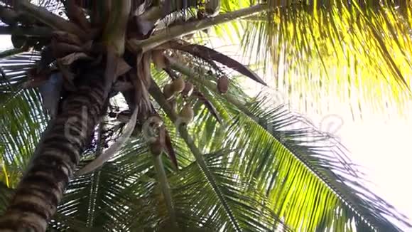 有椰子的棕榈树视频的预览图