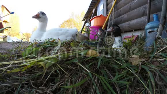 白鹅和两只小鹅坐在绿草上视频的预览图