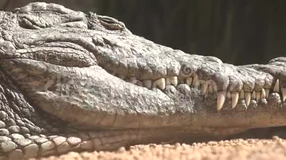 鳄鱼或鳄鱼的锋利牙齿视频的预览图