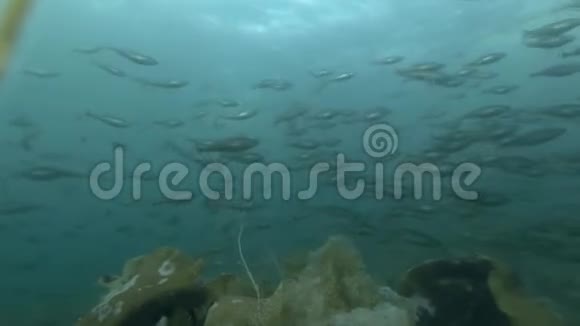 黑鳕鱼或小鳞鳕鱼在近岸浅水中水下游泳的学校视频的预览图