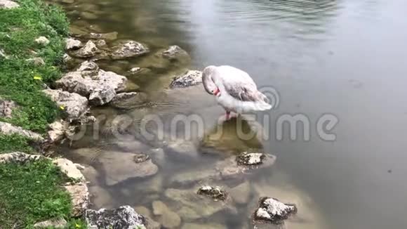 雨天湖畔红鼻鸭视频的预览图
