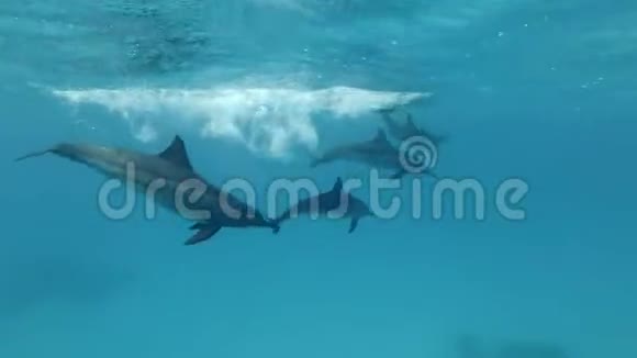 一小群年轻的海豚在蓝色的水面下玩耍视频的预览图