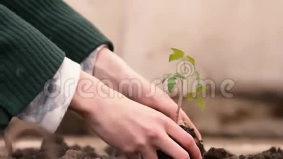农民的双手在绿色和黄色背景的肥沃土壤上种植和培育树木培育婴儿视频的预览图