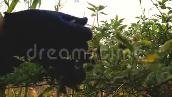 早晨农夫用阳光在树枝上采集辣椒颗粒视频的预览图