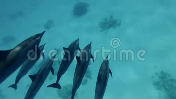 两小群海豚联合在一起旋转海豚斯泰内拉龙眼视频的预览图