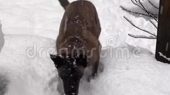 大型混种狗试图从雪中拯救红球视频的预览图