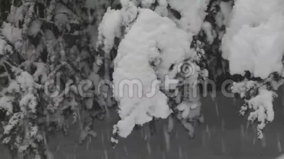 冬天暴风雪在华盛顿的灌木丛中吹雪视频的预览图