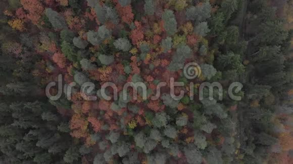 鸟瞰秋天的森林和群山视频的预览图