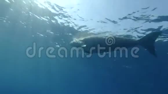 海牛杜贡杜贡呼吸在清晨的阳光下慢慢地在碧水中游泳视频的预览图