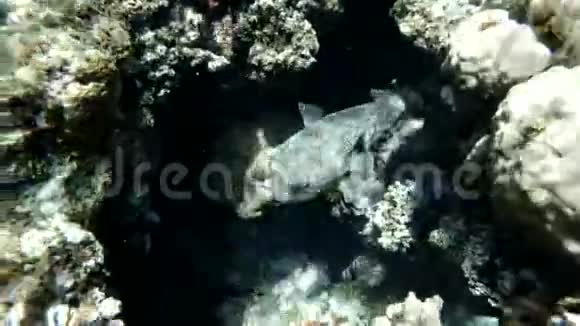 斑鳍豪猪躲在珊瑚礁里斑点豪猪鱼Diodonhystrix视频的预览图