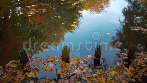 秋天湖畔落叶树木和木柱的倒影视频的预览图