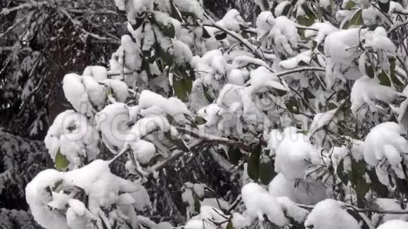 华盛顿州森林中的大灌木积雪堆积视频的预览图