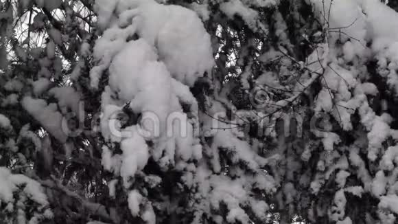 大雪纷纷扬扬地落在暴风雪中的松树枝上视频的预览图