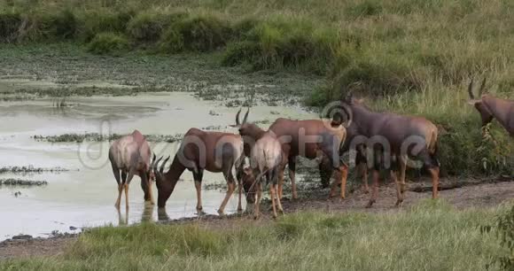 Topidamaliscuskorrigum站在水洞前的小组肯尼亚马赛马拉公园实时视频的预览图