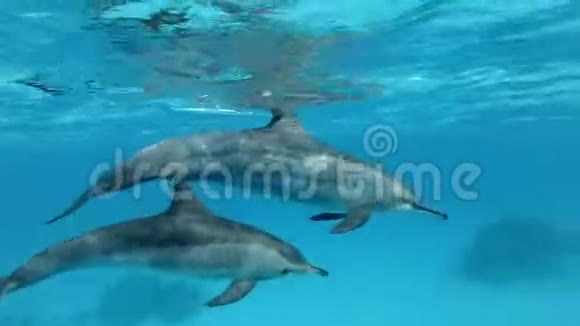 两只海豚母亲和幼海豚在清晨的阳光下在蓝色的水中在水面下慢慢地游成一个圆圈视频的预览图