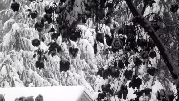 黑暗的疯婆子树对比明亮的雪在棚顶上视频的预览图