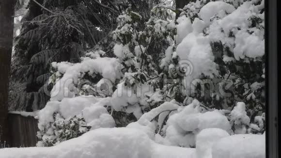 来自暴风雨的大雪落在华盛顿的树木和灌木上视频的预览图