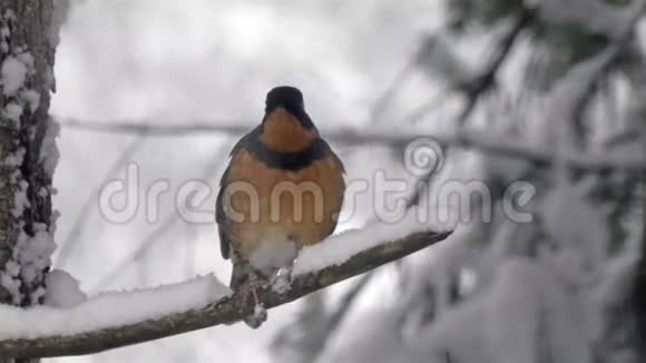 在华盛顿州的暴风雪中罗宾坐在树枝上视频的预览图