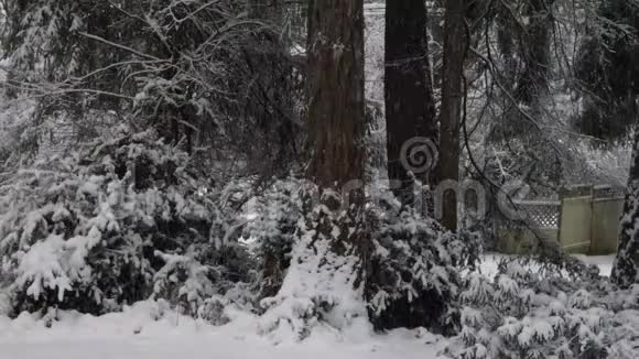 黑松林下的大雪视频的预览图