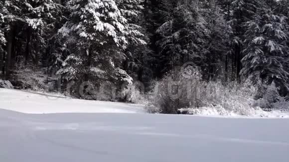 冬天阳光明媚的早晨森林树木上厚厚的雪视频的预览图