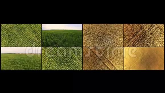 将小麦和玉米地框架的拼贴从dron中移除飞越成熟的田野视频的预览图