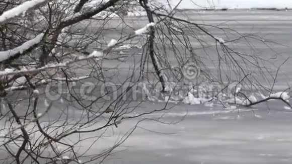 沿着华盛顿州的一个冰冻湖的边缘在冰中忙碌视频的预览图