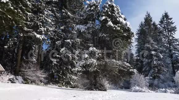 冬天的暴风雨过后天空变蓝暖和起来树上的雪就开始了视频的预览图