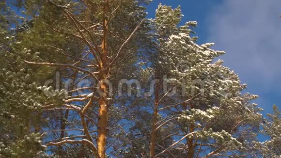 松树的顶端和美丽的蓝天视频的预览图