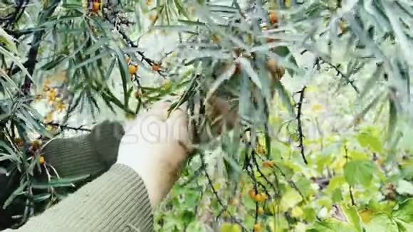女人从树枝上收集沙棘浆果视频的预览图