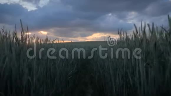 一片绿油油的麦田美丽的金色晚霞在多云的天空中闪耀视频的预览图