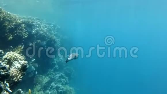 斑鳍豪猪和较干净的鱼在珊瑚礁附近的碧水中慢慢游动斑点豪猪鱼Diodonhystrix视频的预览图