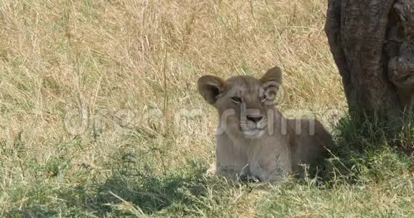 非洲狮子潘特拉狮子幼崽打哈欠肯尼亚内罗毕公园实时视频的预览图