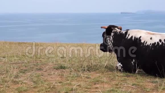 牛躺在岸边望着大海视频的预览图