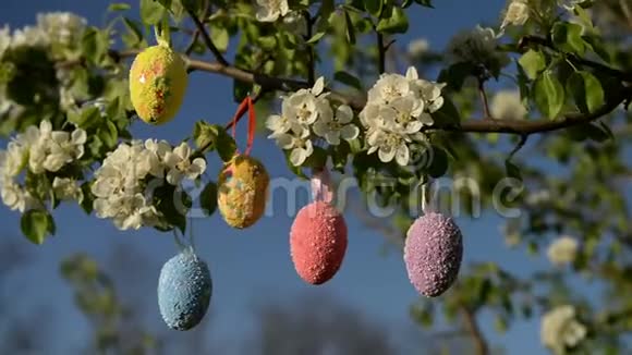 彩色复活节彩蛋挂在盛开的苹果树枝上视频的预览图