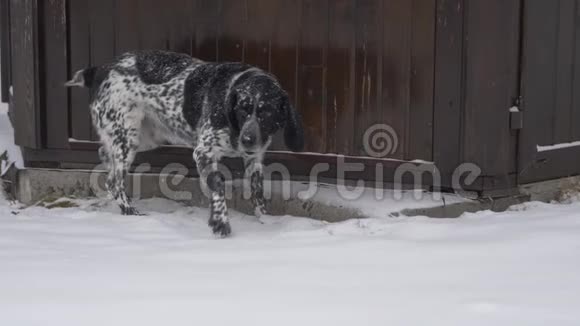 狗摇着雪视频的预览图
