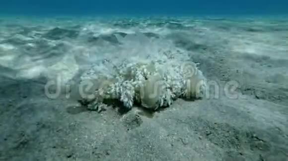 水母坐在阳光下的沙底上上倾水母仙后座和仙女座视频的预览图