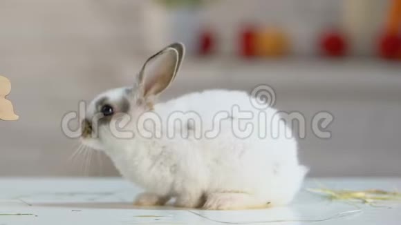 小兔子嗅着空气寻找带鸡蛋和复活节快乐标志的篮子视频的预览图
