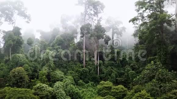 热带雨林双翅果树的空中视频的预览图